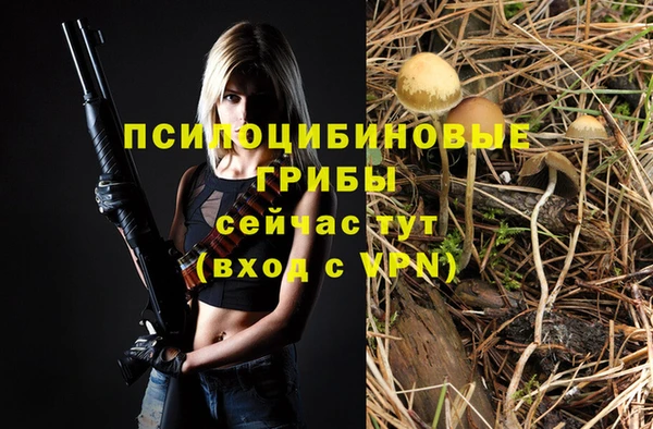 прущие грибы Волоколамск